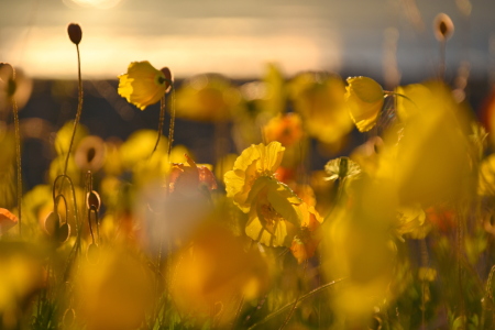 Bild-Nr: 12835298 gelber Mohn im Abendlicht Erstellt von: GUGIGEI