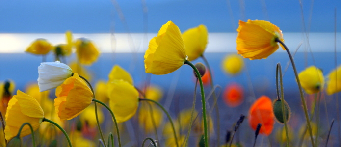 Bild-Nr: 12835300 Mohn am See Erstellt von: GUGIGEI