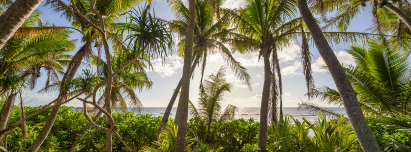 Bild-Nr: 12835338 Palmenstrand Panorama Erstellt von: eyetronic