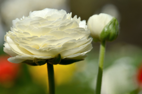 Bild-Nr: 12836745 Ranunkel Erstellt von: Atteloi