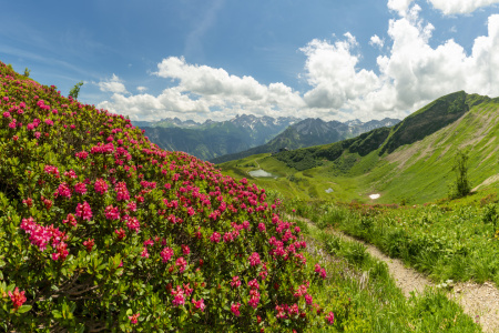 Bild-Nr: 12837681 Alpenrosenblüte am Fellhorn Erstellt von: Walter G. Allgöwer
