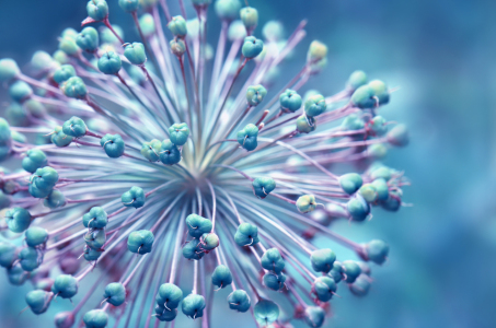 Bild-Nr: 12838496 Allium Erstellt von: Atteloi