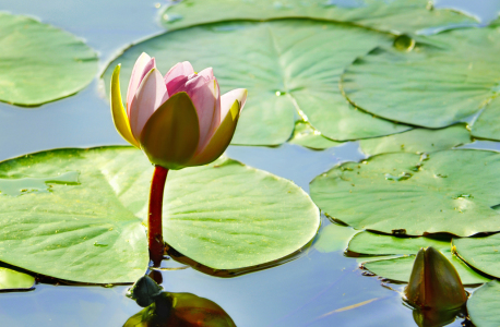 Bild-Nr: 12839684 Seerose Erstellt von: Atteloi