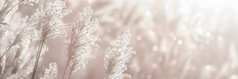 Bild-Nr: 12841560 Pampasgras Panorama im Sonnenlicht KI Erstellt von: Melanie Viola