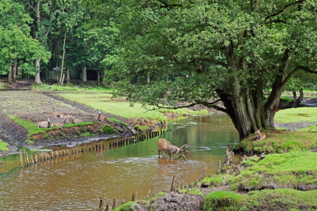 Bild-Nr: 12841563 Idylle Erstellt von: Ostfriese
