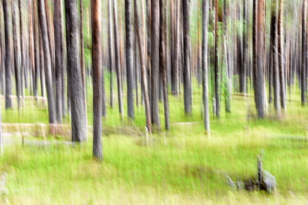 Bild-Nr: 12842359 Wischerwald Erstellt von: GUGIGEI