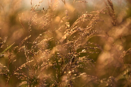 Bild-Nr: 12842435 Goldene Gräser Erstellt von: GUGIGEI
