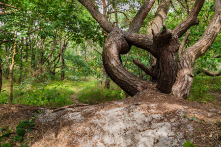 Bild-Nr: 12842464 Darßer Urwald Erstellt von: Ursula Reins