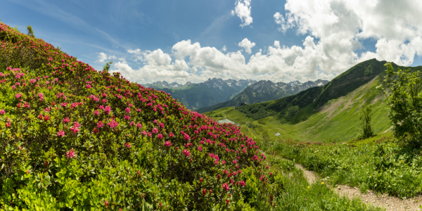 Bild-Nr: 12843988 Alpenrosenblüte Erstellt von: Walter G. Allgöwer