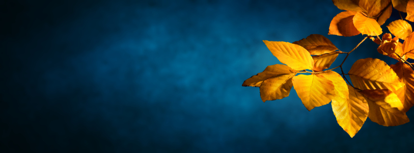 Bild-Nr: 12844388 Herbstliche Buchenblätter auf blauem Hintergrund Erstellt von: Smileus