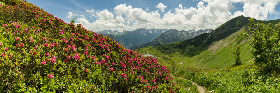 Bild-Nr: 12845527 Bergsommer am Fellhorn Erstellt von: Walter G. Allgöwer