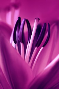 Bild-Nr: 12847016 Lilie Erstellt von: Atteloi