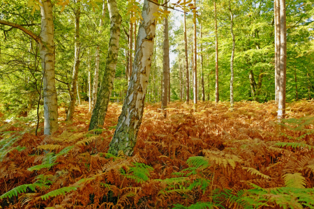 Bild-Nr: 12847169 Birkenwald Erstellt von: Ostfriese