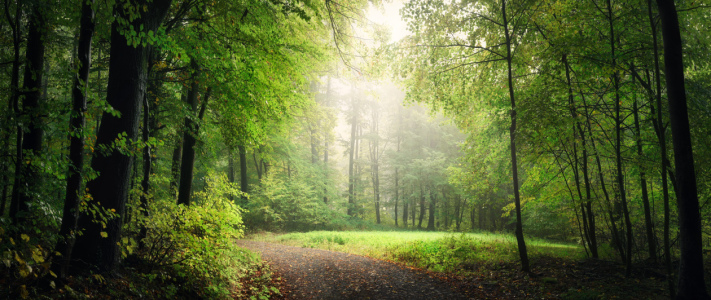 Bild-Nr: 12847389 Natürlicher Bogen von grünen Bäumen im Wald Erstellt von: Smileus