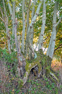 Bild-Nr: 12847443 Das Alte und daraus wächst neues Leben Erstellt von: Ostfriese