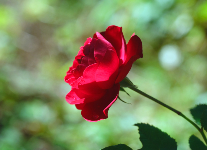 Bild-Nr: 12847474 Rote Rose für dich Erstellt von: Ostfriese