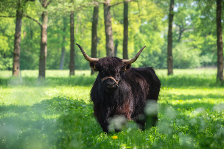 Bild-Nr: 12849371 Schwarzes Hochlandrind auf einer Sommerwiese Erstellt von: Tanja Riedel