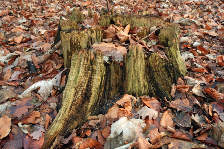 Bild-Nr: 12850749 Waldbodenernährung Erstellt von: Ostfriese