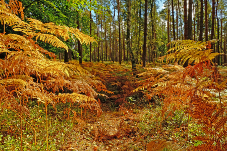 Bild-Nr: 12850797 Farnwald Erstellt von: Ostfriese