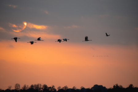 Bild-Nr: 12851014 Wenn die Kraniche im Sonnenuntergang fliegen Erstellt von: Tanja Riedel