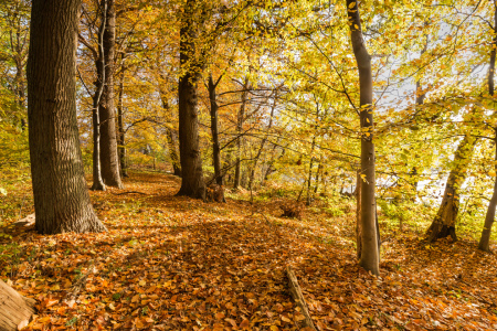 Bild-Nr: 12853788 Altholz im Herbstwald Erstellt von: Ursula Reins