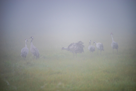 Bild-Nr: 12854239 Kraniche in einer Nebellandschaft Erstellt von: Tanja Riedel