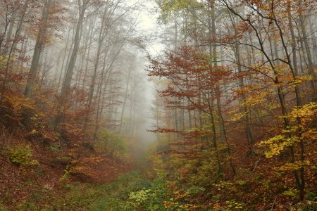 Bild-Nr: 12854494 Nebelwald Erstellt von: GUGIGEI