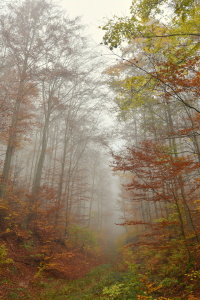 Bild-Nr: 12854496 Herbstwald Erstellt von: GUGIGEI