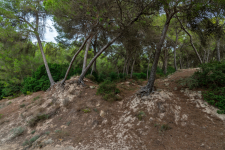 Bild-Nr: 12854527 Nadelbäume in einen ehemaligen Steinbruch  Erstellt von: volker heide