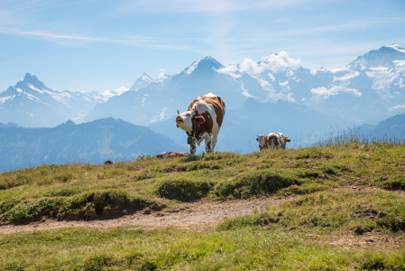 Bild-Nr: 12856499 eine Kuh macht Muh Erstellt von: SusaZoom