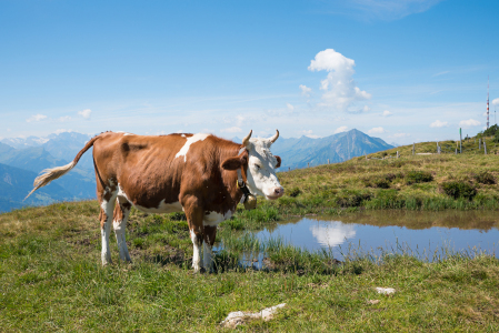 Bild-Nr: 12856508 Kuh am Niederhorn Erstellt von: SusaZoom