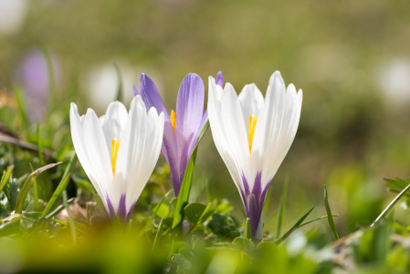 Bild-Nr: 12857421 Zarte Krokusblüten I Erstellt von: SusaZoom