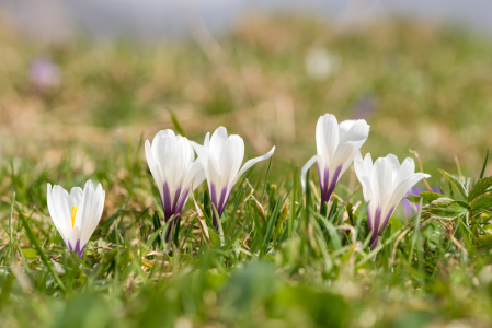 Bild-Nr: 12857458 Zarte Krokusblüten III Erstellt von: SusaZoom