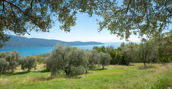 Bild-Nr: 12871980 Olivenhain Musaga Erstellt von: SusaZoom