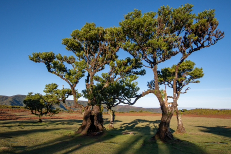 Bild-Nr: 12873676 Lorbeerbäume in Fanal Erstellt von: Bettina Schnittert