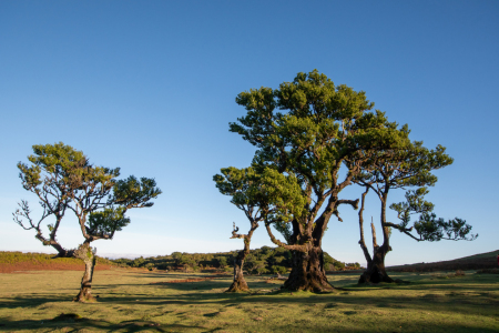 Bild-Nr: 12873781 Lorbeerbäume Erstellt von: Bettina Schnittert