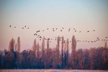 Bild-Nr: 12874637 Kraniche im Winter Erstellt von: Tanja Riedel