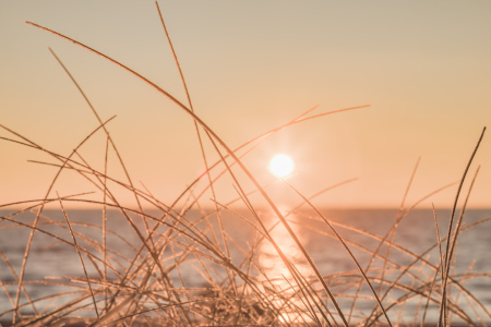Bild-Nr: 12876400 Strandhafer im goldenen Morgenlicht Erstellt von: Ursula Reins