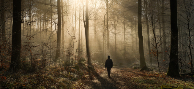 Bild-Nr: 12877619 Ein ruhiger Spaziergang in einem nebligen Wald Erstellt von: Smileus