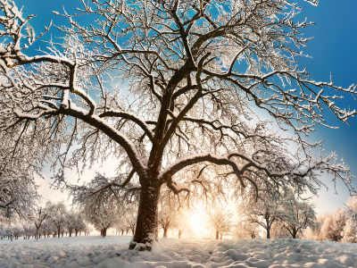 Bild-Nr: 12877620 Baum im wunderschönen Schnee mit tiefblauem Himmel Erstellt von: Smileus