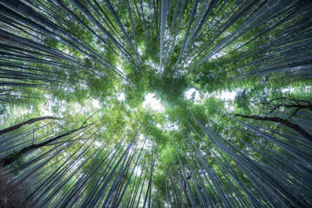 Bild-Nr: 12878079 Grüner Bambuswald Erstellt von: eyetronic