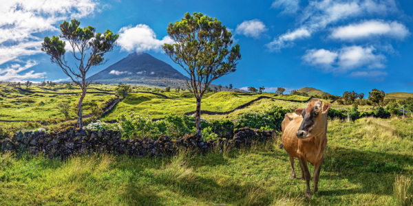 Bild-Nr: 12879107 Glückliche Kuh vor dem Vulkankegel Pico Erstellt von: Michael und Elisabeth Rucker