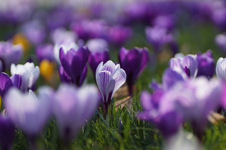 Bild-Nr: 12879984 Blütenteppich Erstellt von: youhaveadream