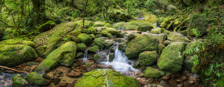 Bild-Nr: 12880400 Bachlauf im grünen Wald Erstellt von: eyetronic