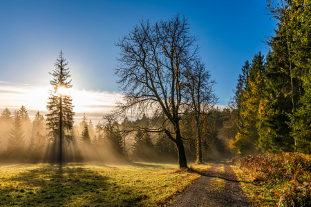 Bild-Nr: 12880687 Westweg bei Dobel im Schwarzwald Erstellt von: dieterich