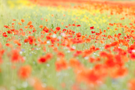 Bild-Nr: 12881358 buntes Sommerfeld Erstellt von: Daniela Beyer