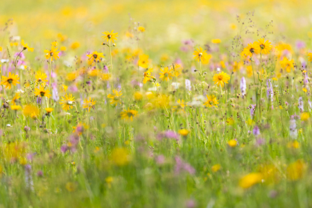 Bild-Nr: 12881368 Wildblumenwiese im Erzgebirge Erstellt von: Daniela Beyer