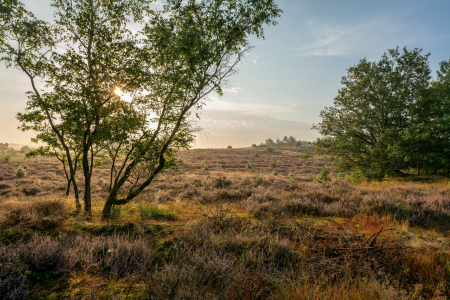 Bild-Nr: 12882287 Mystische Heidelandschaft Erstellt von: volker heide