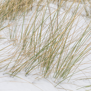 Bild-Nr: 12883047 Halme  unter Eis Erstellt von: Ursula Reins