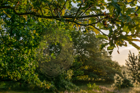 Bild-Nr: 12883327 Sinnenetz im Altweibersommer Erstellt von: volker heide